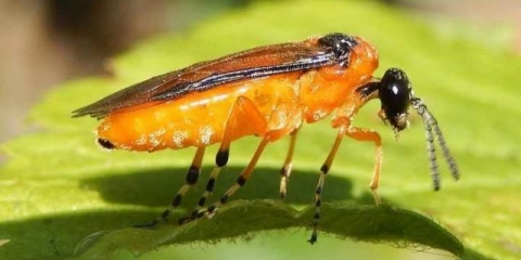 Ogrozda pile: fotografije, mjere kontrole i prevencije